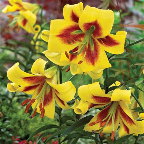 Robert Swanson Lily Tree® Brecks Premium Bulbs