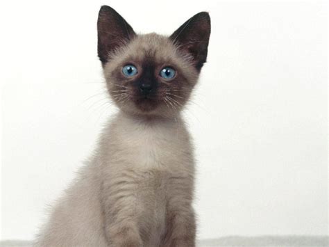 Siamese Information Health Pictures And Training Pet Paw
