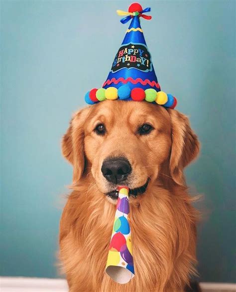 Pin By Pineappliciouss On ლლlove Of Dogsლლ Happy Birthday Dog Dogs
