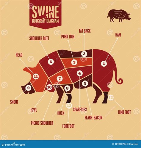 Cortes Del Cerdo En Color Diagrama De La Carnicería De Los Cerdos