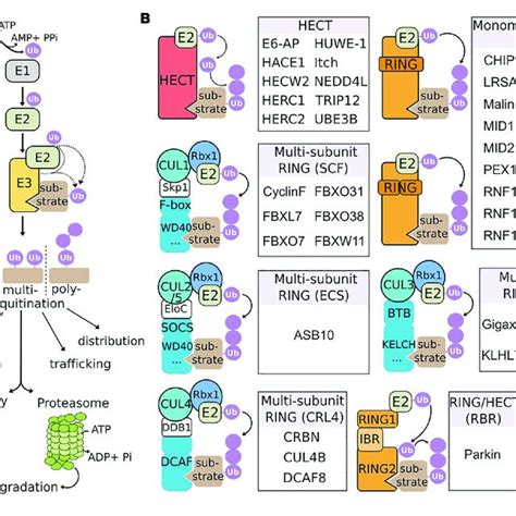 functions of the gigaxonin e3 ligase a identified substrates for download scientific