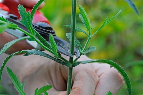 Growing Verbena Bonariensis From Seed Bbc Gardeners World Magazine
