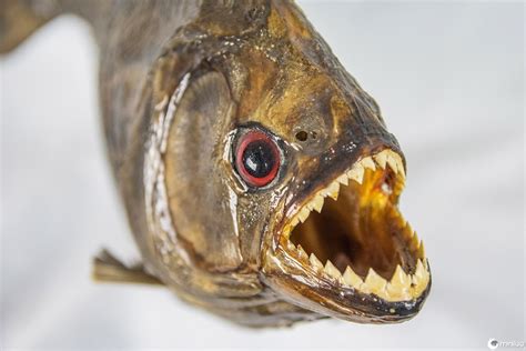 Por Que As Peixe Piranha Ganhou A Fama De Ser Tão Perigoso Minilua