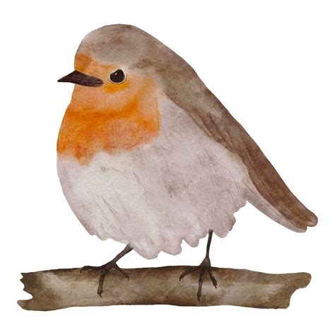 Premium Vector Hand Drawn Watercolor Illustration Of A Cute Robin