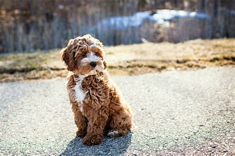 First generation mini goldendoodles are a cross between a miniature poodle and a golden retriever. Cockapoo ♡♡ I want the exact same one and another w/ cream ...