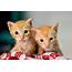 Adopt Kittens  Foster Kitten Fostering