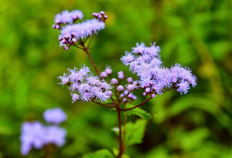 Browse the most recent south boston, massachusetts obituaries and condolences. Sweet Southern Days: Fall Wildflowers