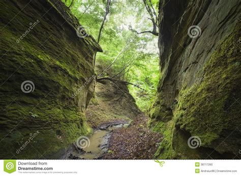Valley With Gorge With Green Moss And Trees Stock Photo Image Of Leaf