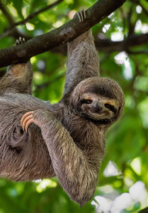 Sloth Background