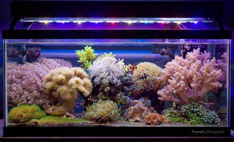 Soft Coral Reef Aquarium contact: rodney@azarmi.com Nano Reef 