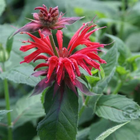 Gardenview Scarlet Bee Balm Buy Online At Nature Hills Nursery