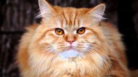 Most cats have hyperthyroidism due to benign growths in their thyroid gland that increase the size of the gland (multinodular adenomatous hyperplasia) and its function. Treating Ear Mites In Cats - How To Get Rid Of Cat Ear ...