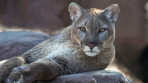 Researchers Notice Change In Mountain Lion Behavior During Pandemic