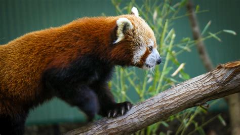 10 Facts About Red Pandas Currumbin Wildlife Sanctuary