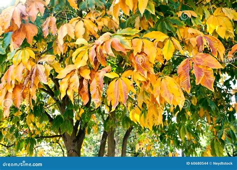 Autumnal Chestnut Tree Stock Photo Image Of Plant Natural 60680544