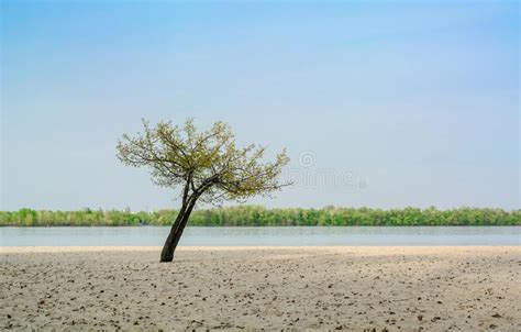 A Lonely Tree On The Sand Near The River A Blue Spring Sky For An