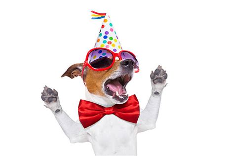 1524000 Funny Celebration Stock Photos Pictures And Royalty Free