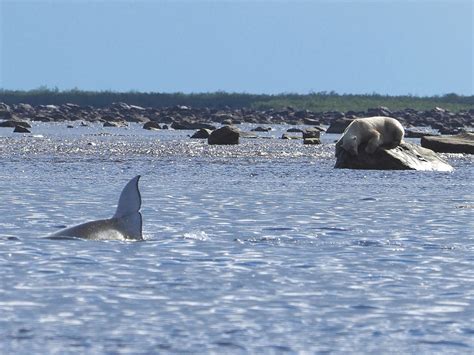 Seal River Polar Bears Hunting Belugas Seven Worlds One Planet Series