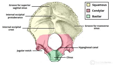 The Occipital Bone Landmarks Attachments Teachmeanatomy