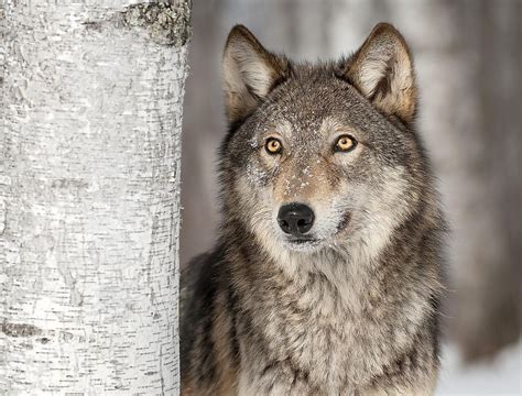 Der Graue Wolf Tiere Nordamerikas Worldatlas