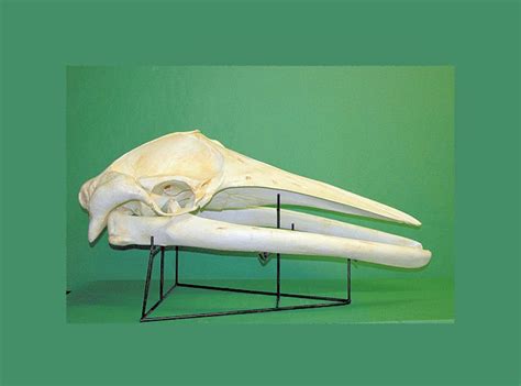 Minke Whale Skull Replica Skeletonsandskullssuperstore