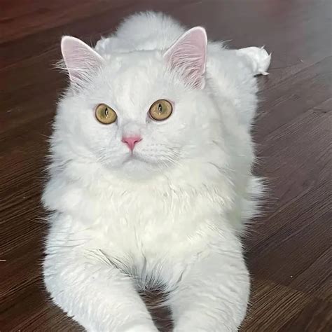 A Photography Of A White Cat Laying On A Wooden Floor Persian Cat