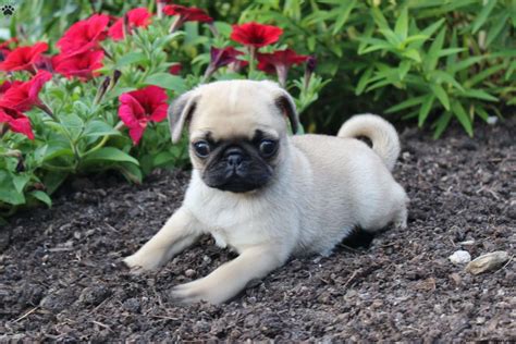 Pug Puppies For Sale Plainfield Nj 252141 Petzlover