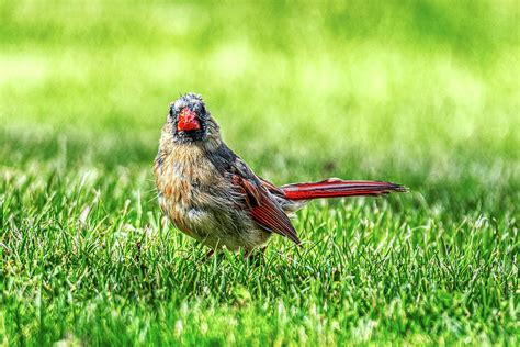 Juvenile Cardinal Photograph By Donald Lanham Fine Art America