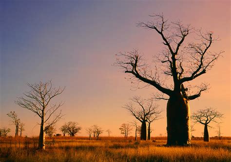 Boab Trees Adansonia Gregorii Against A Sunset Sky At Derby In The