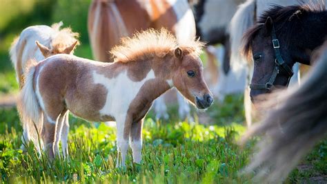Miniature Horses Still Allowed To Fly As Service Animals Department Of