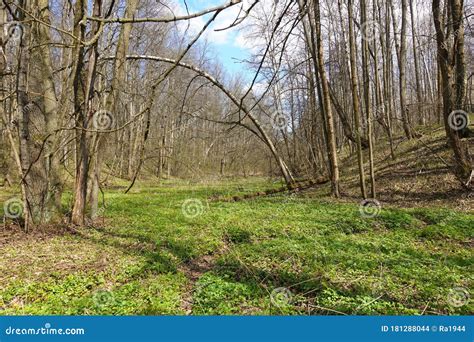 Spring Forest On A Sunny Day A Floodplain Of A Dry River Overgrown