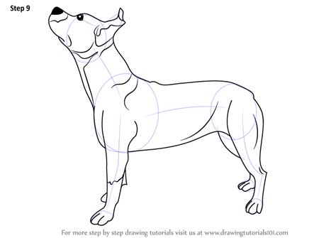 How to draw a dog with graphite pencils. Step by Step How to Draw a Pit bull Dog ...