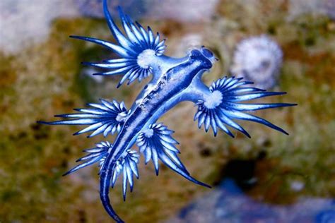 Pretty Yet Painful Rare ‘blue Dragons Wash Up On Texas Beach