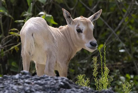 Zoo Miami Sanctuary Welcomes Births Of Six Animals From Endangered