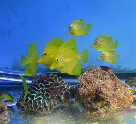 Reflecting On The First Captive Bred Yellow Tangs