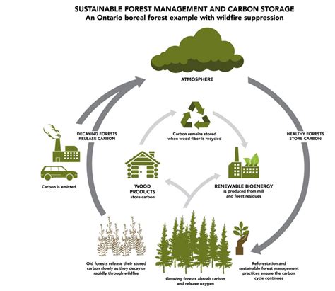 Managed Forests And Climate Change Ontarioca