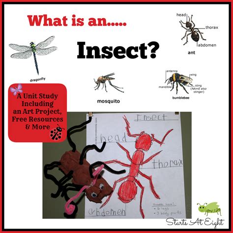 What Is An Insect Startsateight