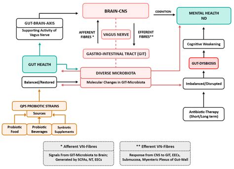 IJMS | Free Full-Text | Antibiotic-Therapy-Induced Gut Dysbiosis