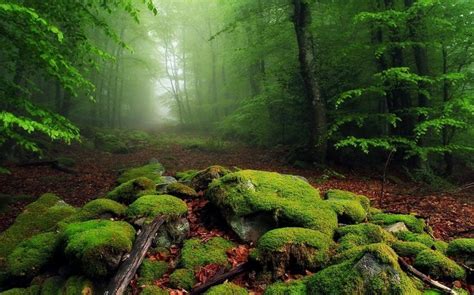 Nature Landscape Mist Forest Moss Leaves Morning Trees Path