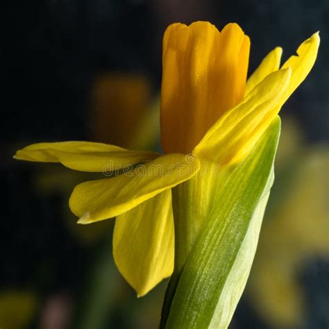 Fresh Narcissus Fresh Yellow Daffodil Spring Background Narcissus