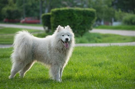 Young White Male Samoyed Stands On Green Grass Stock Image Image Of