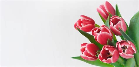 Premium Photo Spring Banner Purple Pink Tulip Bouquet On White