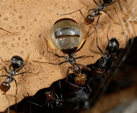 Honeypot Ant San Diego Zoo Wildlife Explorers