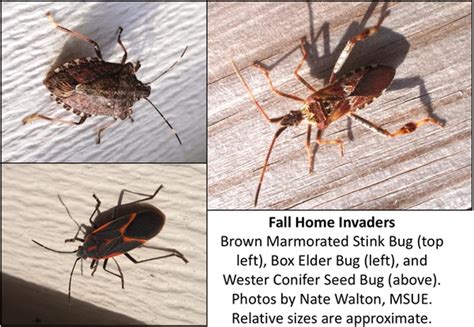 Click through and learn how to send some of the most common household bugs packing. House of a Thousand Stink Bugs: Autumn means more creepy ...