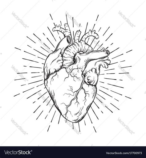 Hand Drawn Human Heart With Sunburst Anatomically Correct