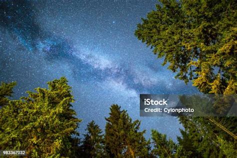 Pine Trees Silhouette Milky Way Night Sky Stock Photo Download Image
