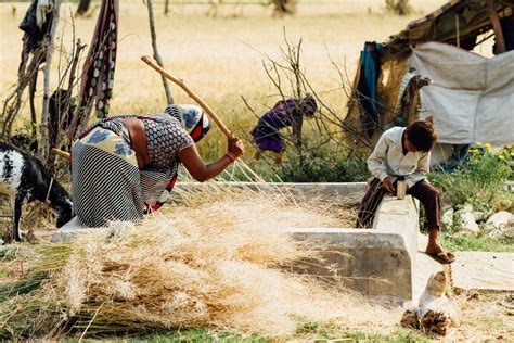 Wheat cultivation in india traditionally been dominated by the northern region of india. India's wettest monsoon in 25 years could bring record 2020 wheat output
