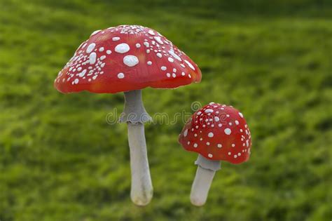 Fly Agaric Mushroom With Red Cap And White Dots Amanita Mushroom