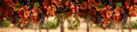Maybe you would like to learn more about one of these? Winery Insurance | Stork Insurance | Finger Lakes Insurance