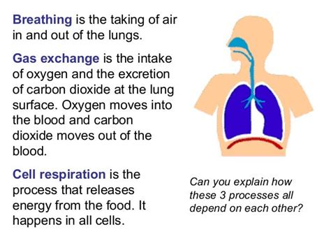 Respiration And Gas Exchange